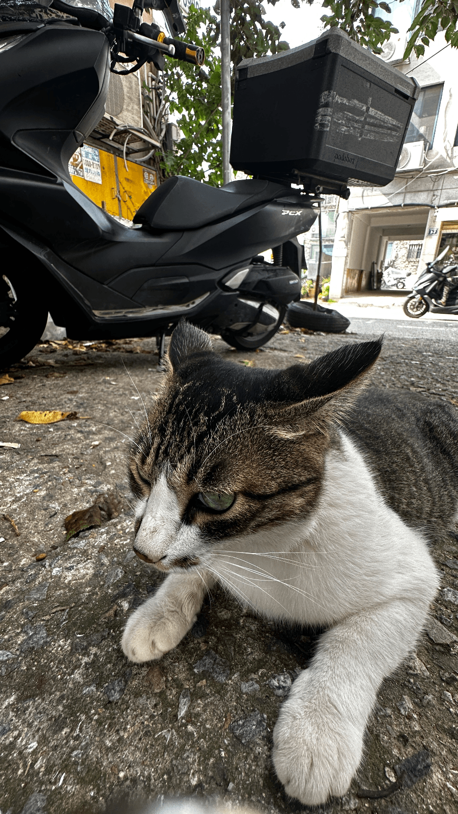 pcx 21년식 - 3