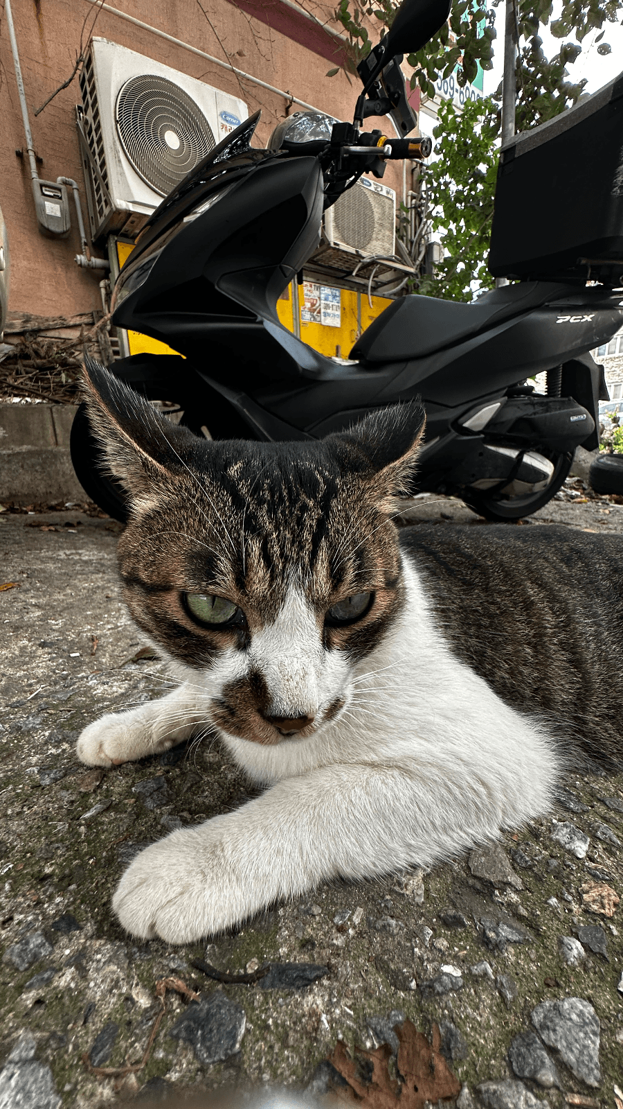 pcx 21년식 - 4